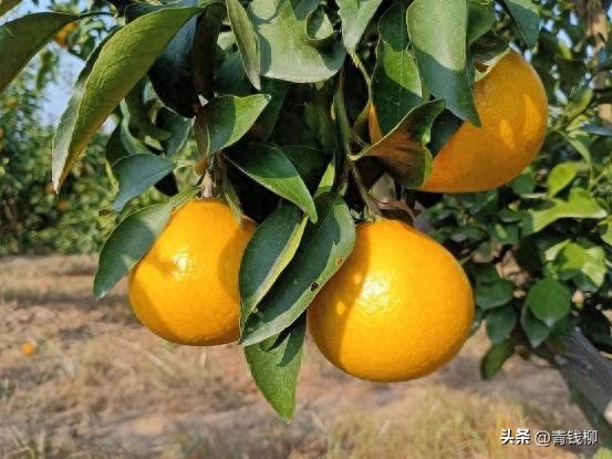 柑橘病虫害防治：这些措施你绝对不能错过！