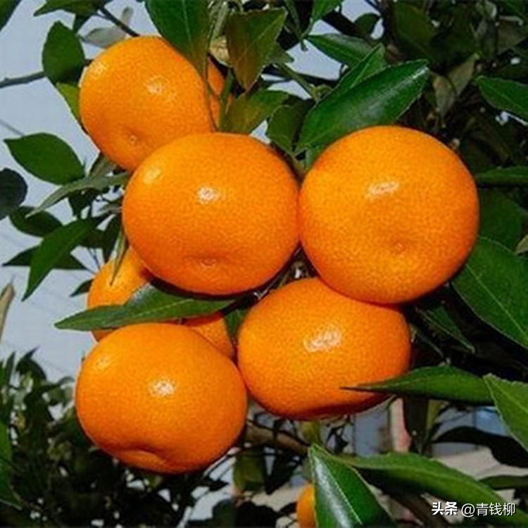 基于r语言的中国柑橘主要病虫害空间分布图_柑橘溃疡病综合防治技术_柑橘病虫害防治措施