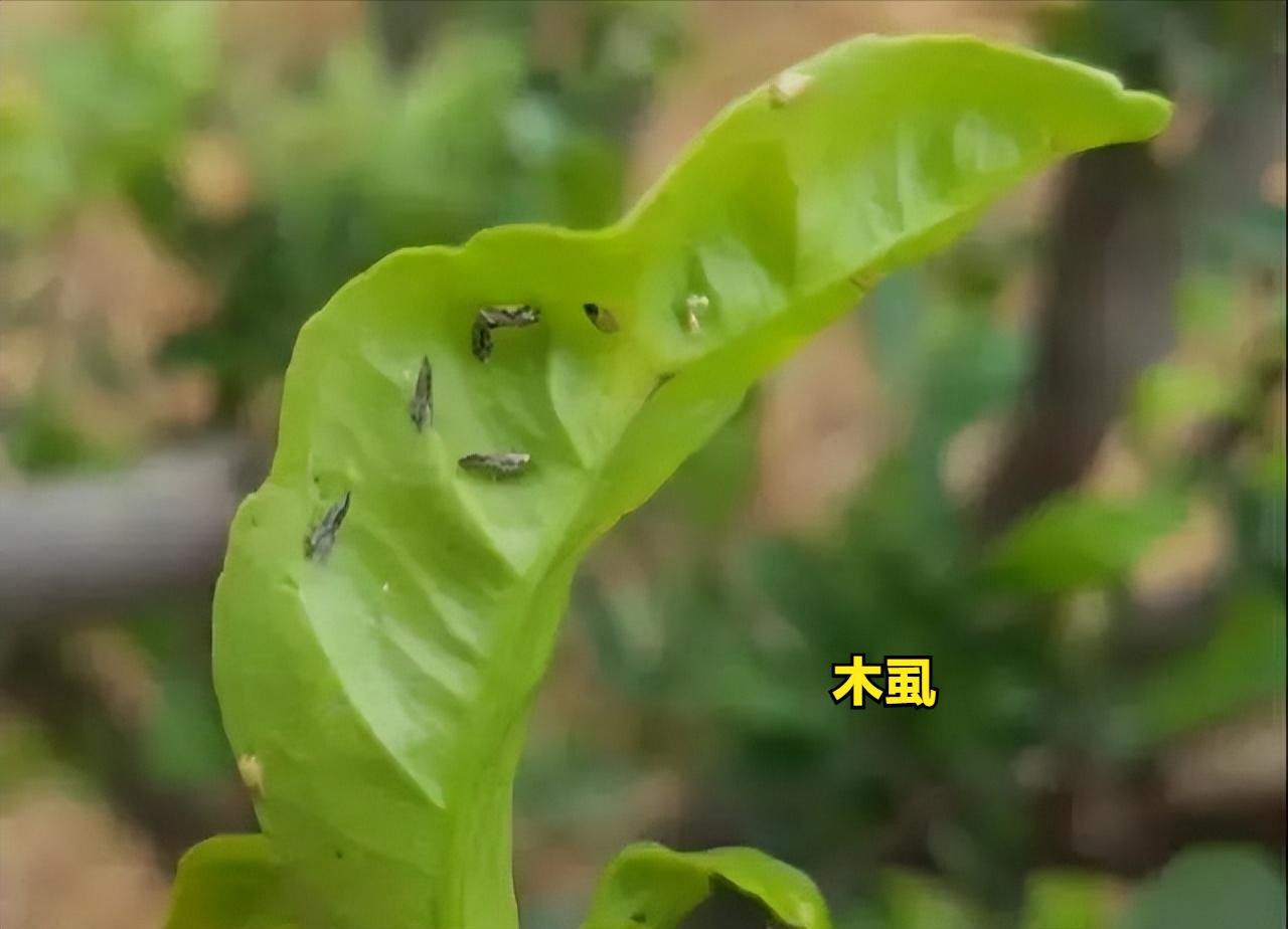 柑橘病虫害防治对照