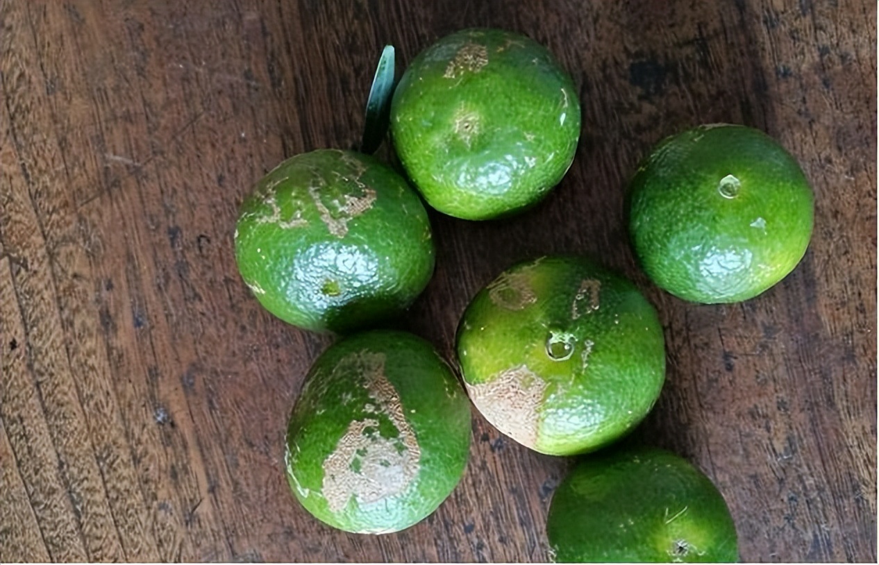 红蜘蛛发生规律_柑橘木虱防治方法_基于r语言的中国柑橘主要病虫害空间分布图