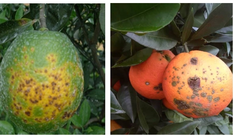 基于r语言的中国柑橘主要病虫害空间分布图_柑橘木虱防治方法_红蜘蛛发生规律