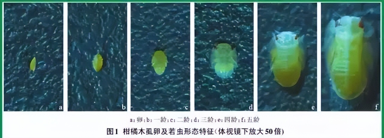 基于r语言的中国柑橘主要病虫害空间分布图_红蜘蛛发生规律_柑橘木虱防治方法