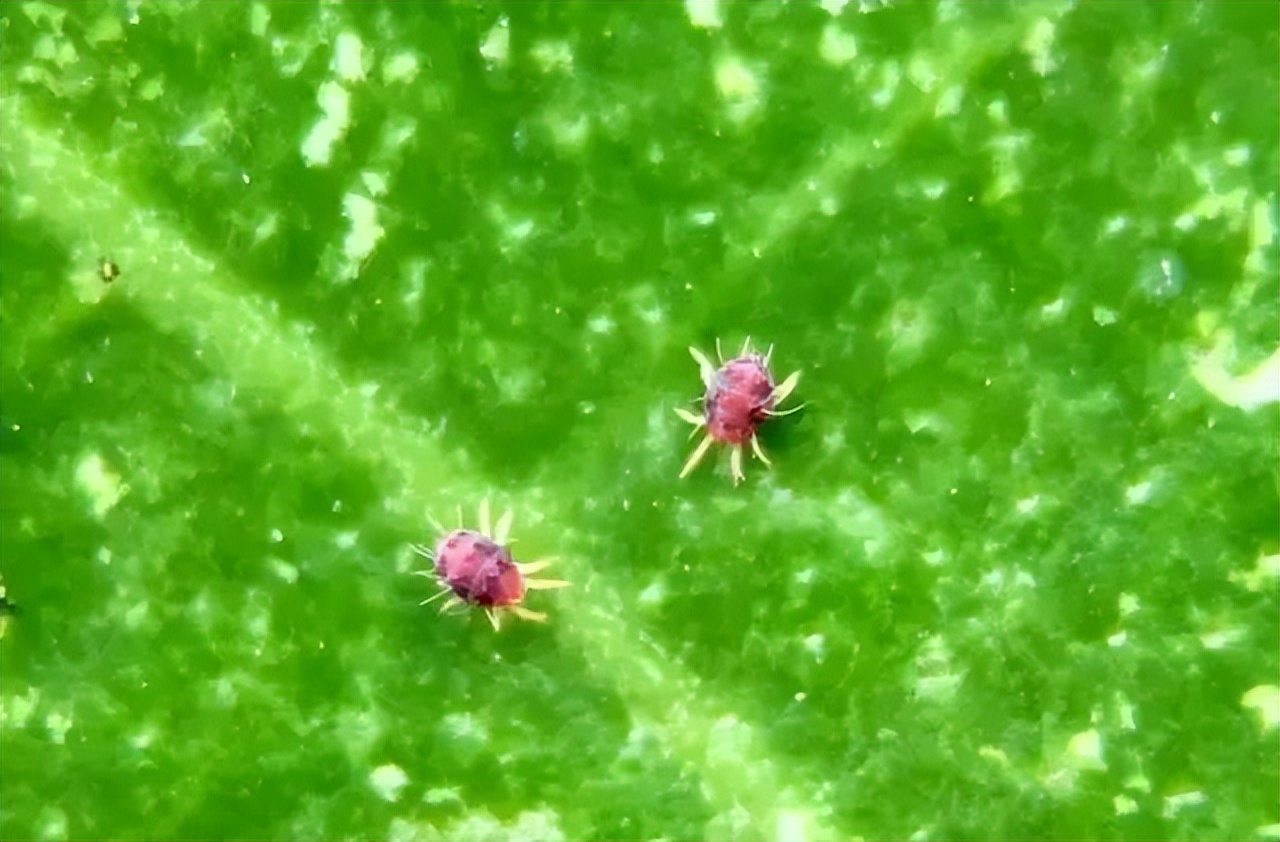 基于r语言的中国柑橘主要病虫害空间分布图_红蜘蛛发生规律_柑橘木虱防治方法