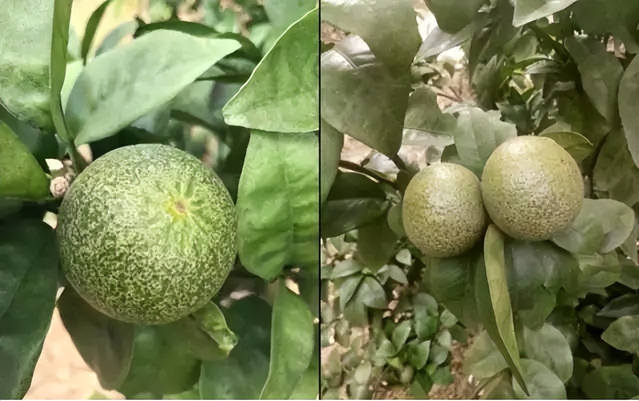 红蜘蛛发生规律_柑橘木虱防治方法_基于r语言的中国柑橘主要病虫害空间分布图