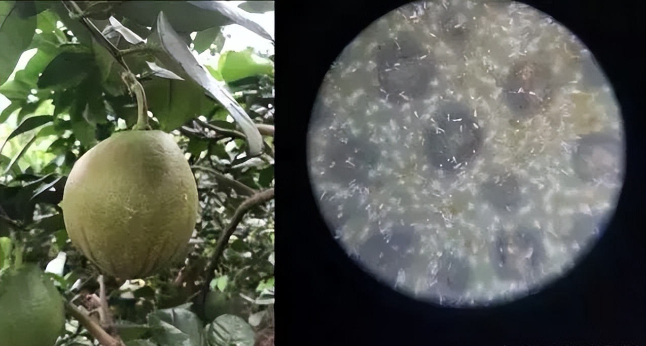 基于r语言的中国柑橘主要病虫害空间分布图_柑橘木虱防治方法_红蜘蛛发生规律