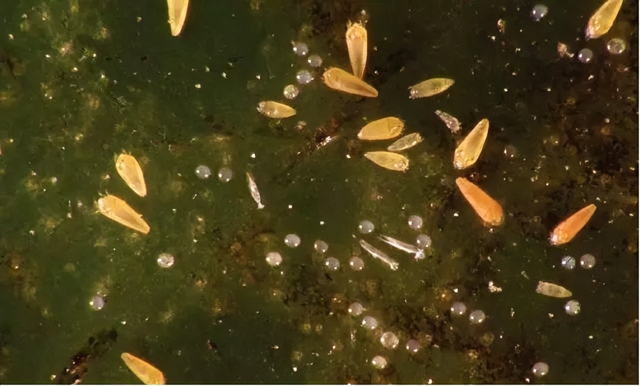 基于r语言的中国柑橘主要病虫害空间分布图_红蜘蛛发生规律_柑橘木虱防治方法