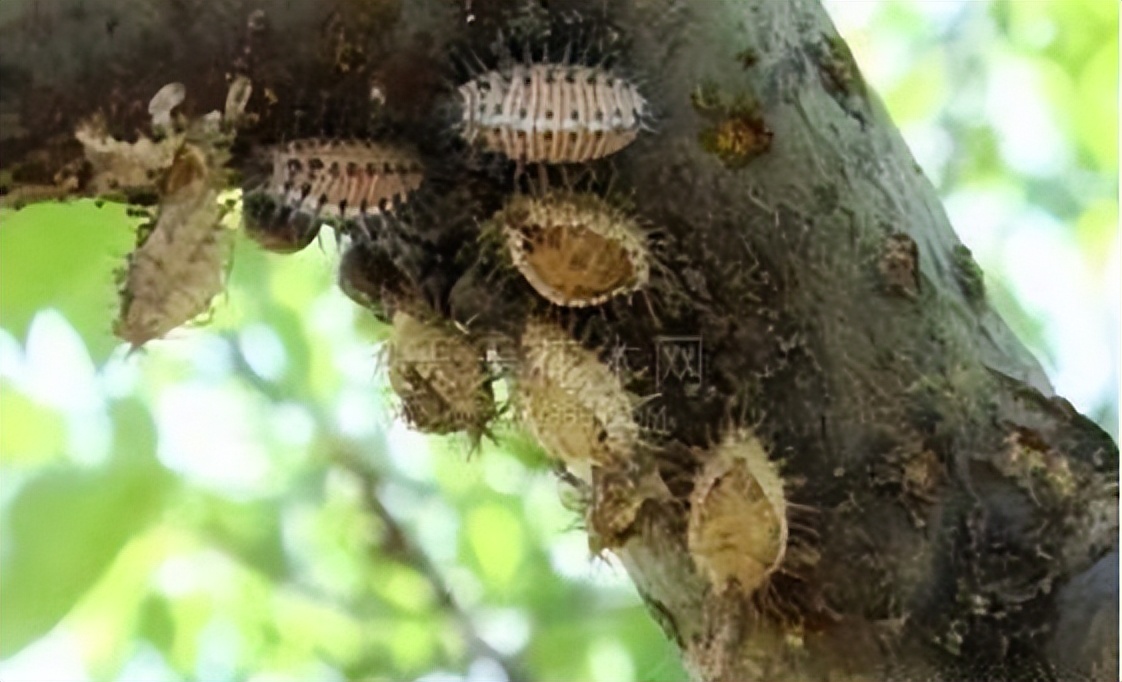 红蜘蛛发生规律_基于r语言的中国柑橘主要病虫害空间分布图_柑橘木虱防治方法