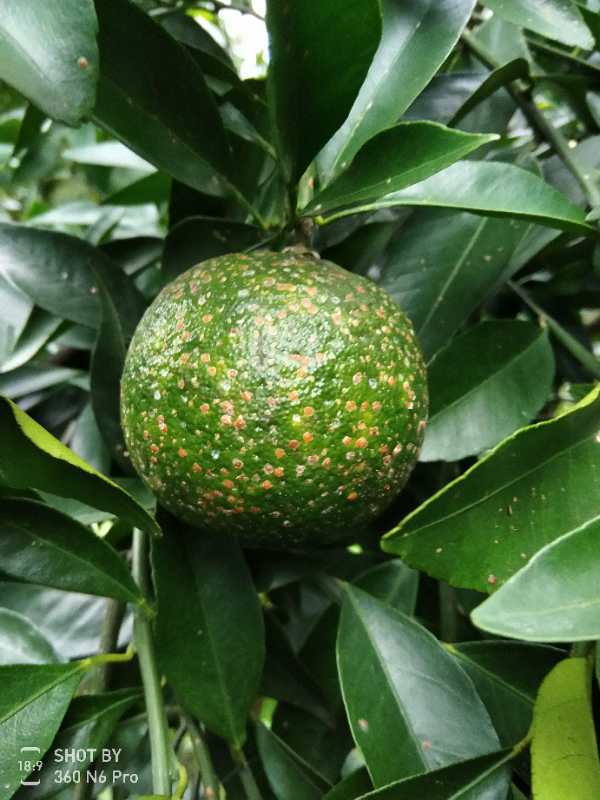 红蜘蛛发生规律_基于r语言的中国柑橘主要病虫害空间分布图_柑橘木虱防治方法