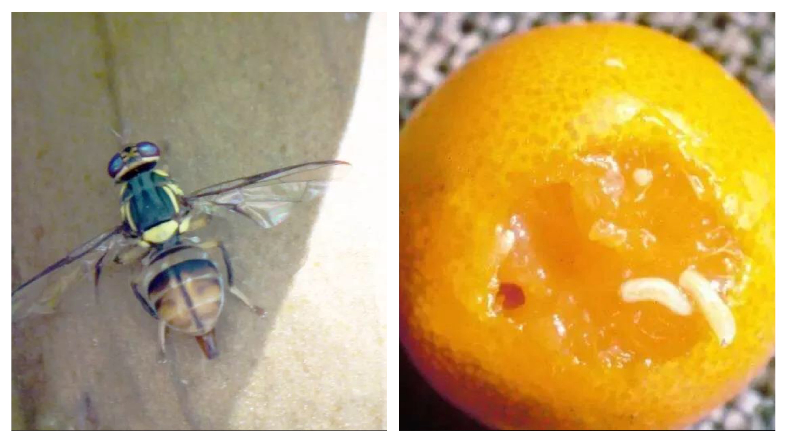 柑橘病虫害防治方法_基于r语言的中国柑橘主要病虫害空间分布图_柑橘常见虫害种类