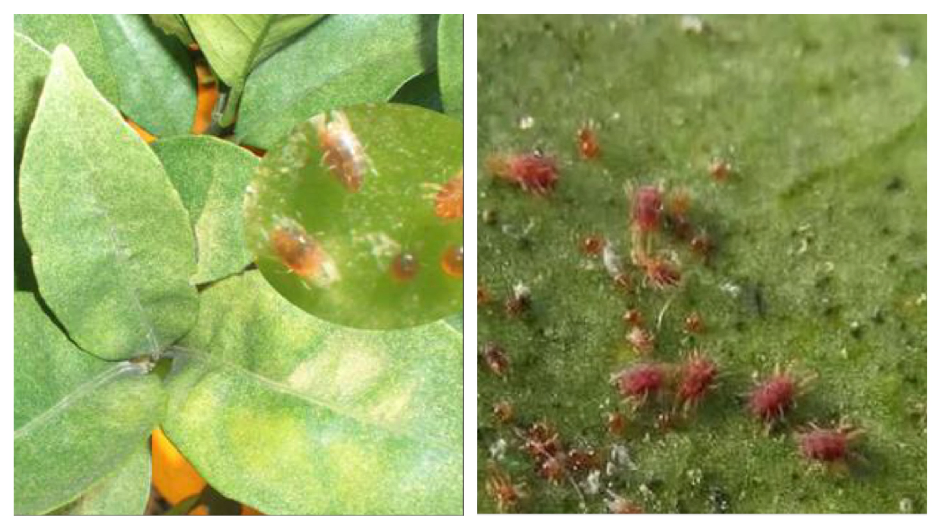 柑橘病虫害防治方法_基于r语言的中国柑橘主要病虫害空间分布图_柑橘常见虫害种类