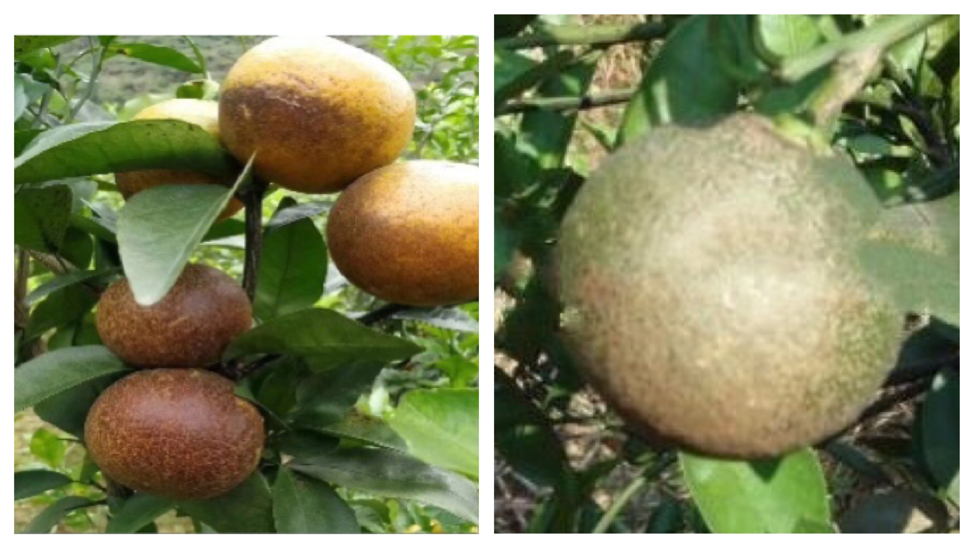 基于r语言的中国柑橘主要病虫害空间分布图_柑橘常见虫害种类_柑橘病虫害防治方法