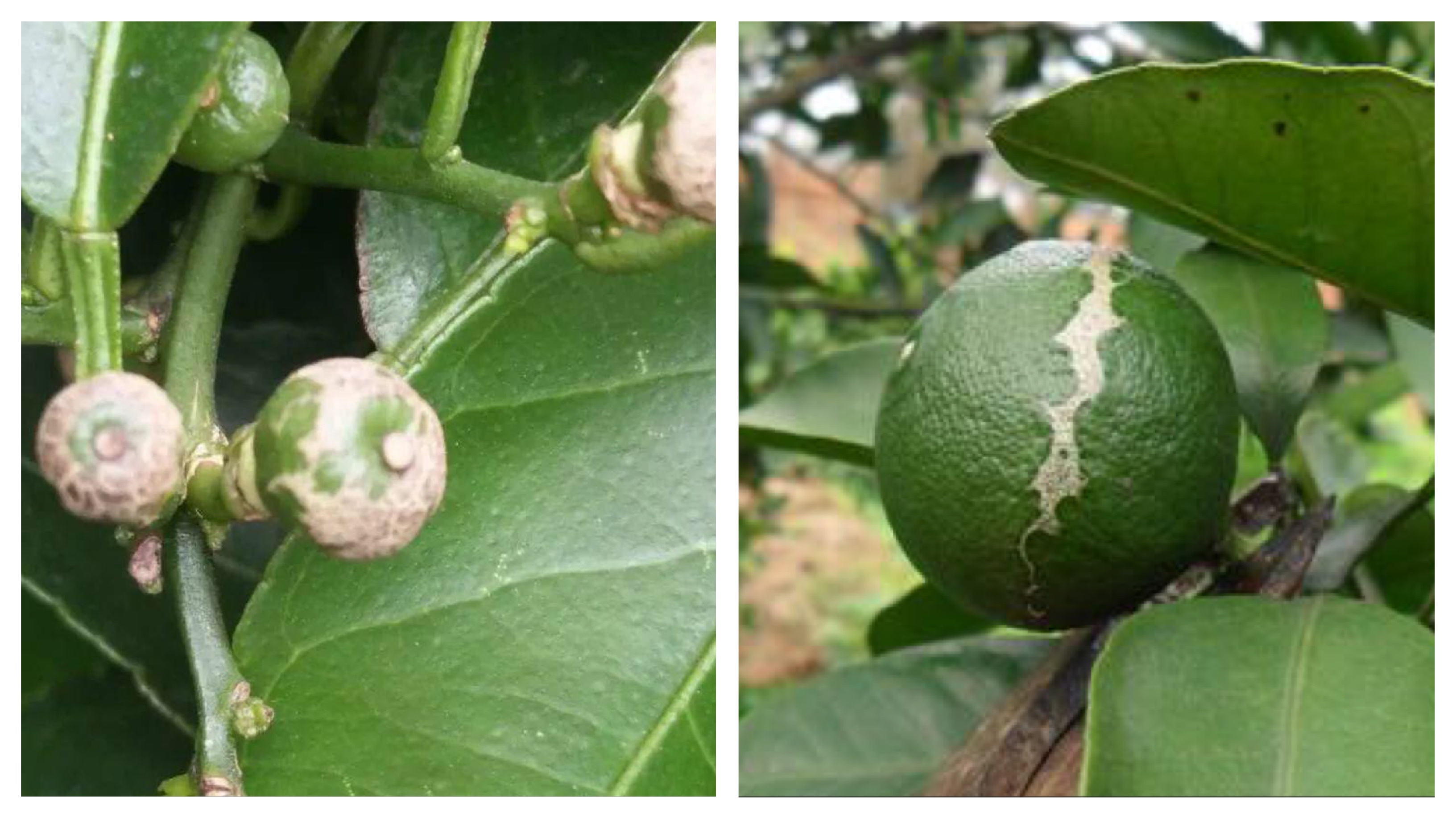 柑橘常见虫害种类_柑橘病虫害防治方法_基于r语言的中国柑橘主要病虫害空间分布图