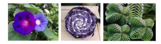 斐波那契数列与黄金分割数_斐波那契数列生活应用_斐波那契数列与杨辉三角形