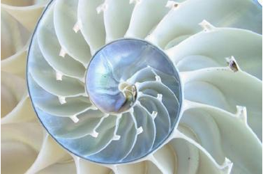 斐波那契数列品牌设计应用_斐波那契数列自然现象应用_斐波那契数列生活应用