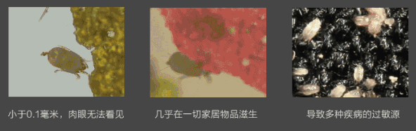 螨虫进入活跃期，如何跟它“斗智斗勇”？