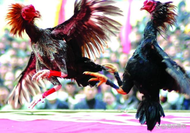 博弈论懦夫博弈模型_懦夫博弈策略_懦夫博弈生活应用