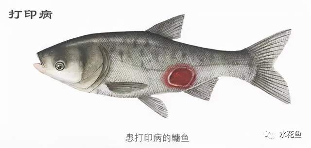 鱼类皮肤病种类及危害_痘疮病_鱼类皮肤功能