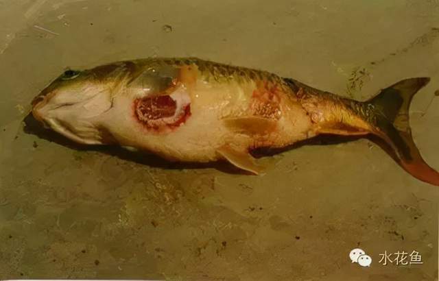 痘疮病_鱼类皮肤病种类及危害_鱼类皮肤功能