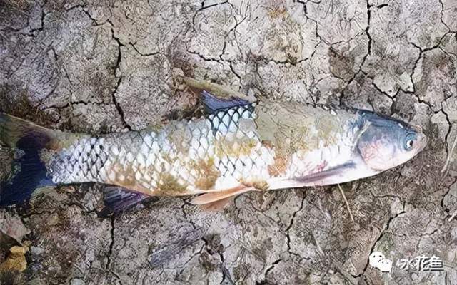 鱼类皮肤功能_痘疮病_鱼类皮肤病种类及危害