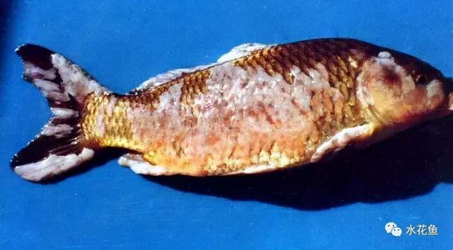 鱼类皮肤病种类及危害_鱼类皮肤功能_痘疮病