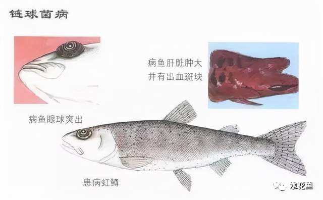 痘疮病_鱼类皮肤病种类及危害_鱼类皮肤功能