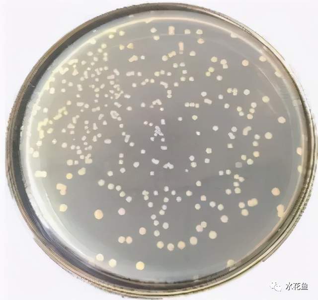 鱼类皮肤功能_痘疮病_鱼类皮肤病种类及危害