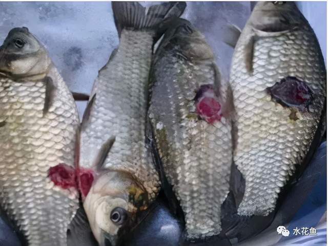 鱼类皮肤病种类及危害_痘疮病_鱼类皮肤功能