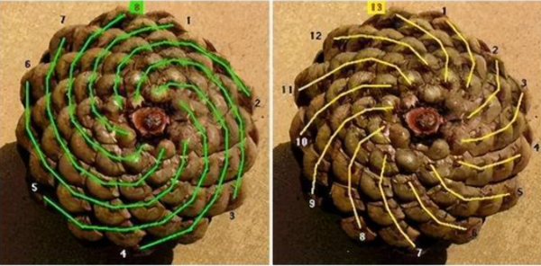 斐波那契数列在生活中有哪些典型的应用