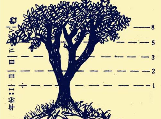 斐波那契数列在植物中的排列_树木生长与斐波那契数列_斐波那契数列生活应用