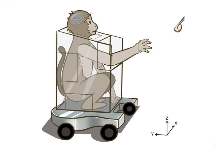 【大脑运动皮层“GPS编码”机制，给予脑机接口与机器人技术关键突破】