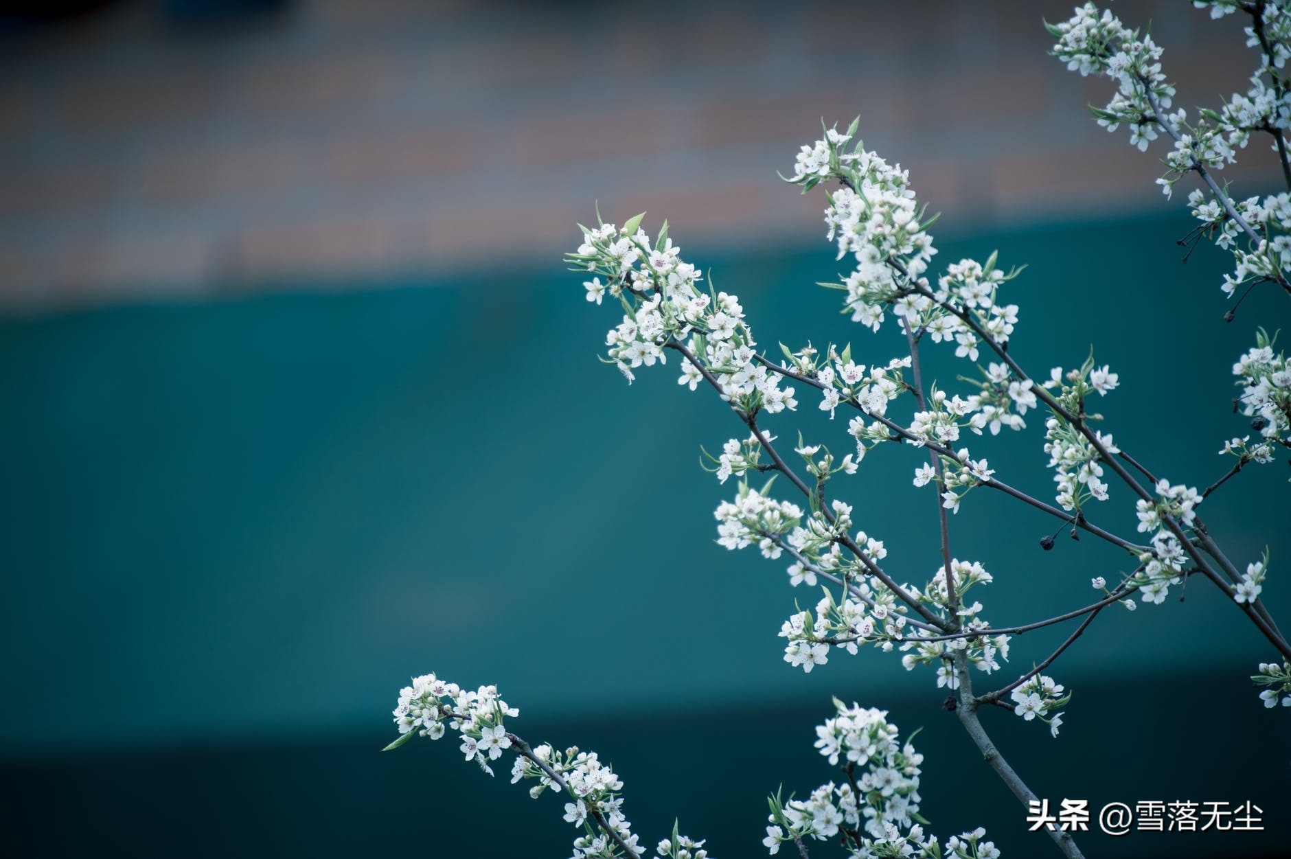 蔡格尼克效应与失恋情绪_分手后难以走出心理阴影的原因_蔡格尼克效应生活应用