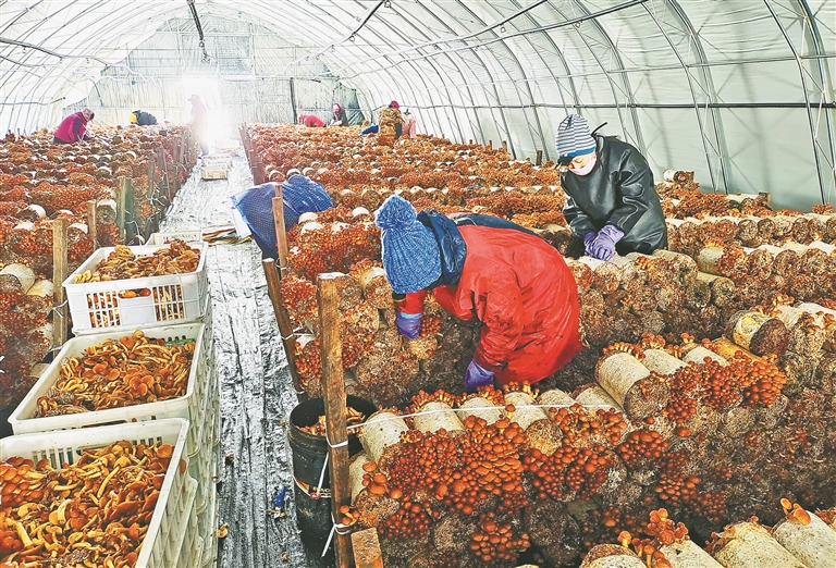 汤原县人才引进政策_汤原县太平川图片_汤原县红色文化旅游