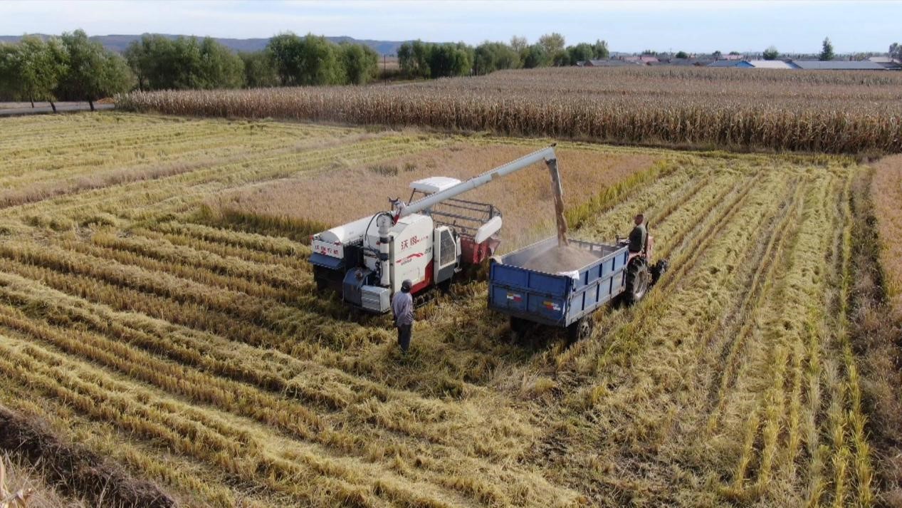汤原县粮食丰收_汤原县太平川图片_金秋稻米香收割季