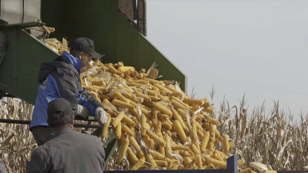 金秋稻米香收割季_汤原县粮食丰收_汤原县太平川图片