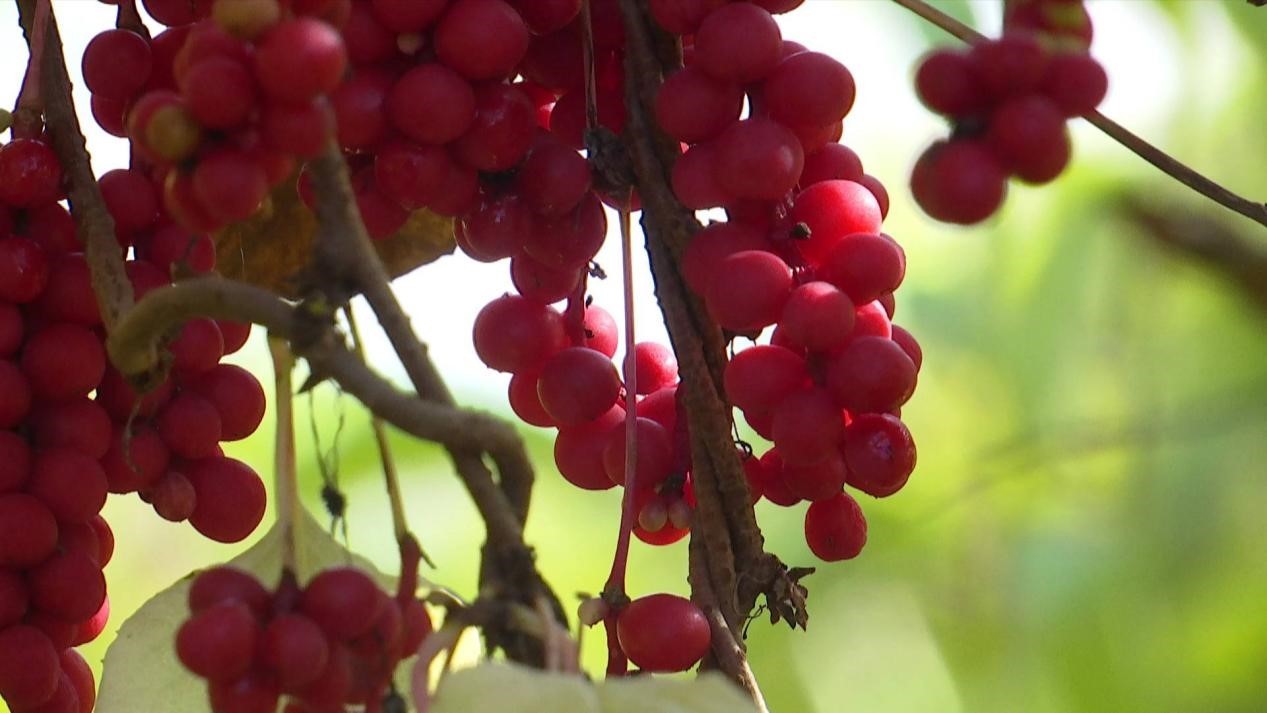 汤原县粮食丰收_金秋稻米香收割季_汤原县太平川图片