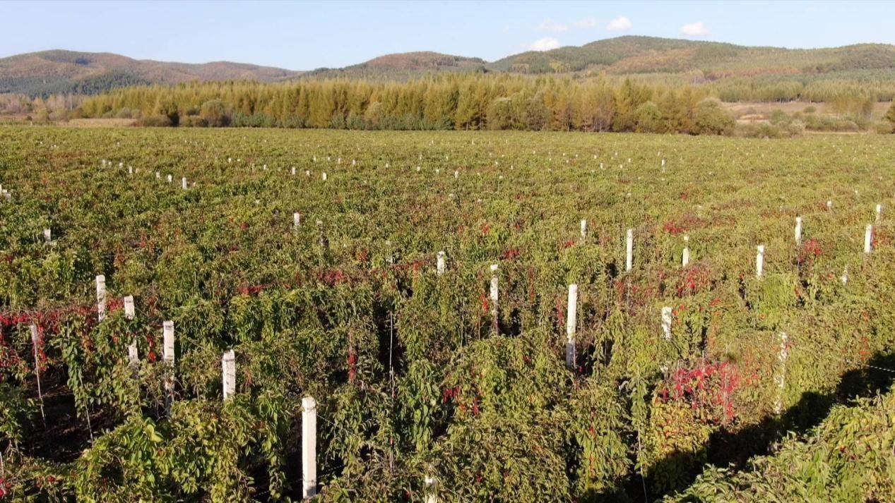 汤原县粮食丰收_金秋稻米香收割季_汤原县太平川图片