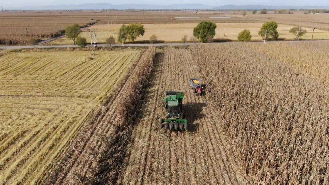 汤原县粮食丰收_金秋稻米香收割季_汤原县太平川图片