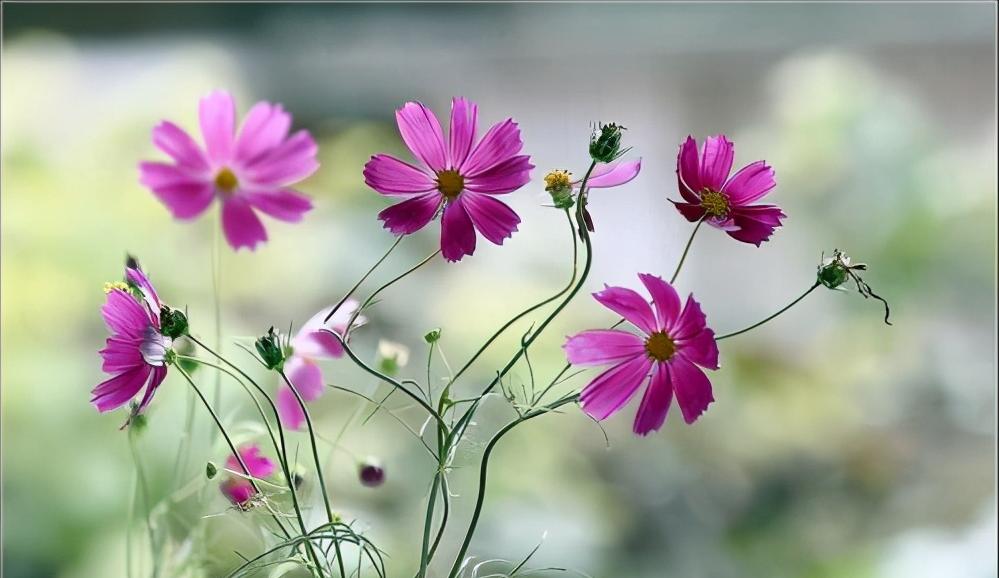 让男人对你持续上瘾的关键：蔡氏效应