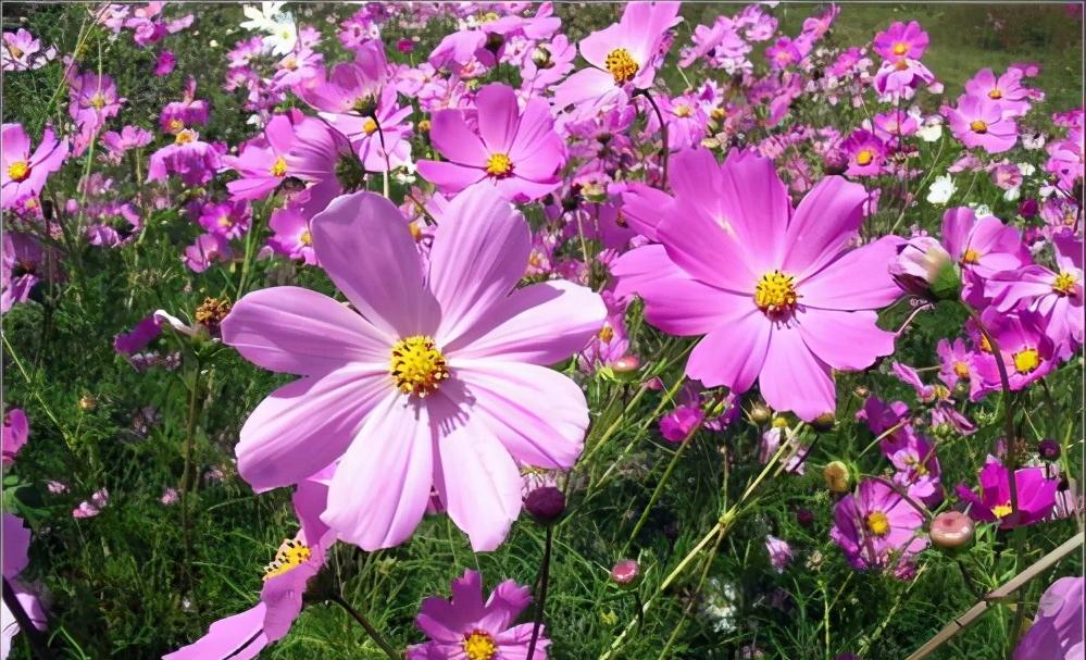 爱情慢炖吸引力_蔡格尼克效应生活应用_蔡格尼克记忆效应爱情应用