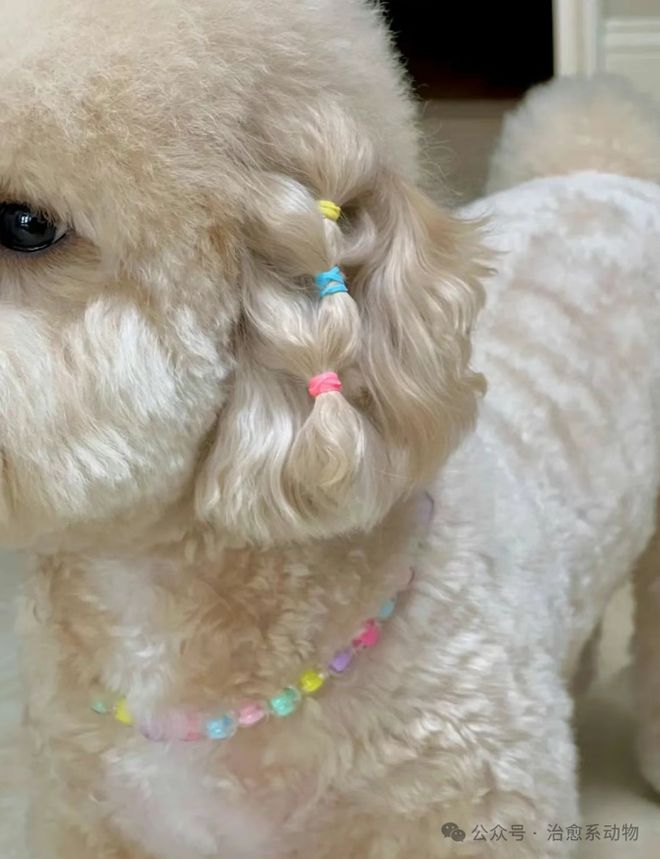 小马宝莉真狗版_小马宝莉宠物装扮_小马宝莉游戏专题