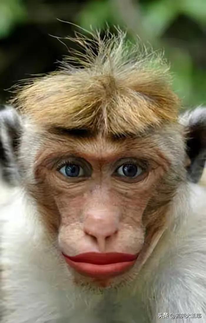 内啡肽快乐图片_搞笑图片疗愈效果_搞笑要买手机的图片