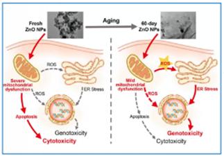 kiayun手机版登录下载 大量使用纳米材料或存环境健康风险，我科学家给出评估标准