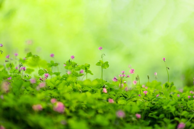 孩子磨蹭原因分析 __蔡格尼克效应生活应用