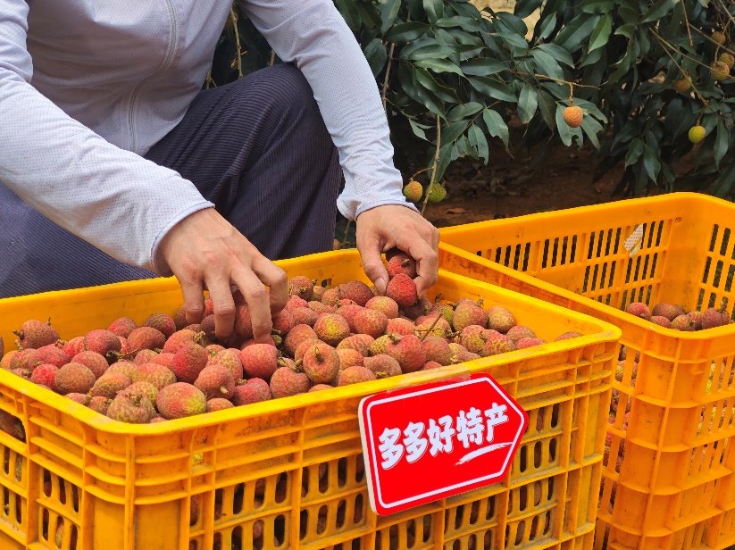 拼多多经营利润下降_拼多多安装手机版_拼多多一季度财报