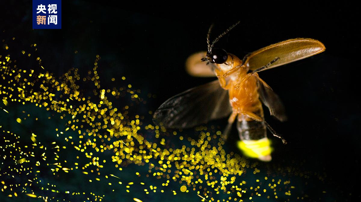 萤火虫发光转录因子AlAbd-B_萤火虫发光机制研究_萤火虫的图片大全大图