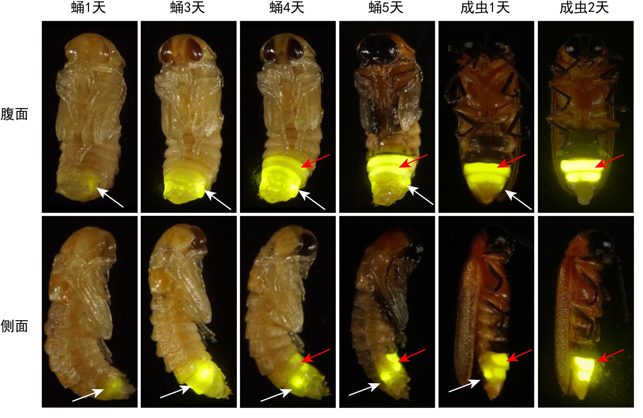 萤火虫发光转录因子AlAbd-B_萤火虫的图片大全大图_萤火虫发光机制研究