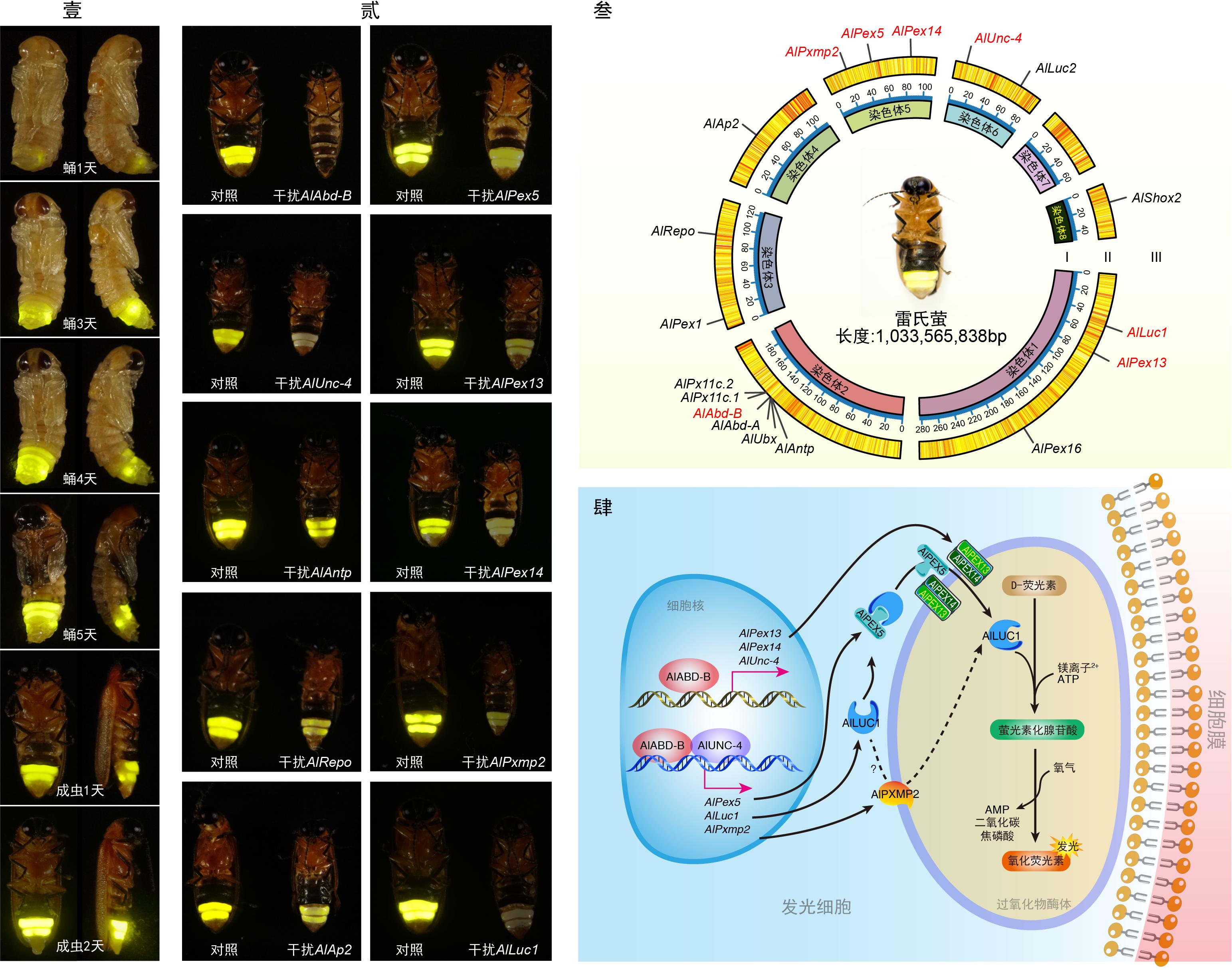 萤火虫的图片大全大图_萤火虫发光机制研究_萤火虫发光转录因子AlAbd-B