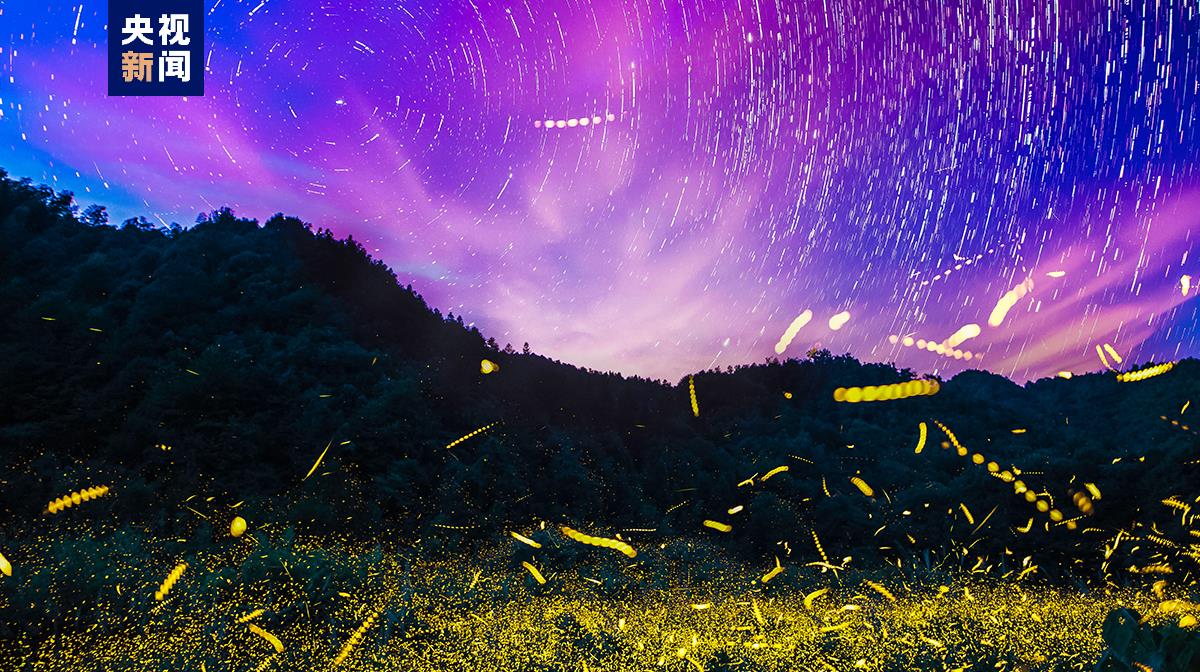 萤火虫发光转录因子AlAbd-B_萤火虫的图片大全大图_萤火虫发光机制研究