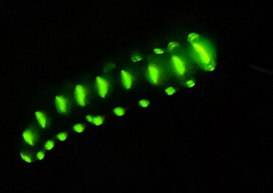 四川发现巨型萤火虫：伸展爬行时体长超7厘米，身上发光点多达30余个