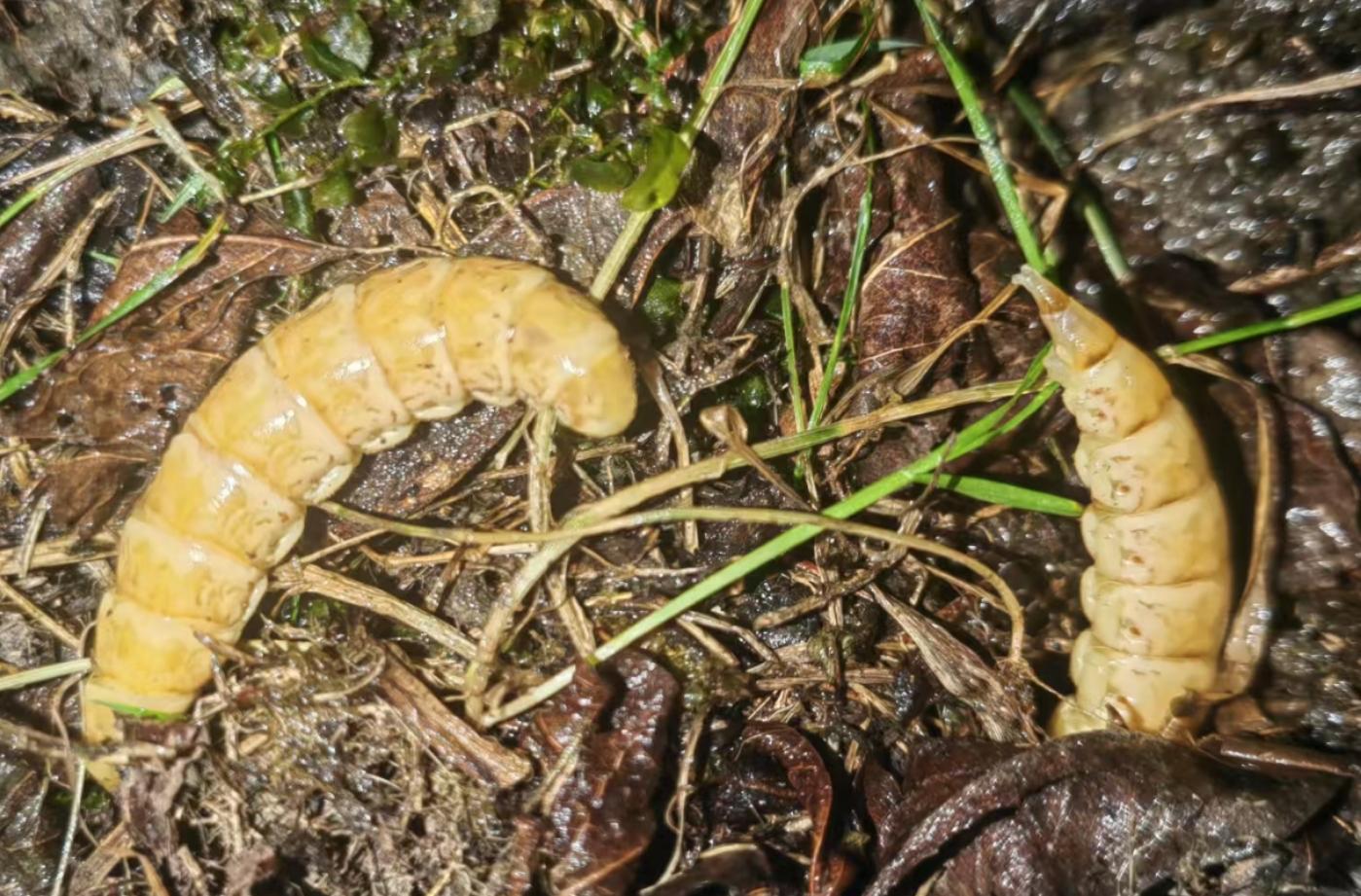萤火虫的图片大全大图_窄缘大凹眼萤发现四川汶川_巨型萤火虫体长7厘米